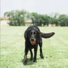 Palla Chuckit! Palla Breathe Right Fetch Palla di recupero Anteprima dell’immagine prodotto 10