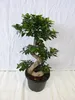 [Palmenlager] XXL Ficus microcarpa "Ginseng" BONSAI 90 cm - Produktbild-Vorschau 2