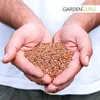 (2,60€/kg) Ölrettich 25 kg Gründüngung Bodenverbesserung Produktbild-Vorschau 2