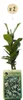 Green boutiQ - Toscaanse jasmijn - Trachelospermum Voir les images du produit 2