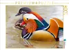 Calvendo Mandarinente 1000 Teile Puzzle quer 640x480mm, Produktbild-Vorschau 3