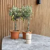 Two potted olive trees are placed on a stone table in front of a wooden slatted wall. A small beige candle holder is also on the table. Produktbild-Vorschau