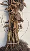 Hainbuche 60–100 cm 1 Stk – Carpinus betulus, Produktbild-Vorschau 1