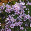 Bloomique - Mélange de 40 - Crocus Sativus - Crocus Safran Voir les images du produit 1