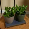Bloomique - Crassula Ovata Magical Tree - Roślina Jadeitowa Podgląd zdjęcia produktu 5