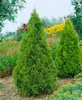 Thuja plicata 'Aurescens', Lebensbaum, gelbgrün, 60–80 cm Produktbild-Vorschau 2