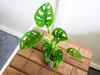 Gardners Monstera adansonii Monkey Mask, průměr 6 cm Náhled obrázku produktu 2