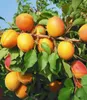 BALDUR Garten 1x Aprikose 'Compacta Super Compact®', Produktbild-Vorschau 3