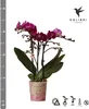 Orchidées Colibri | Orchidée Phalaenopsis violette - Voir les images du produit 4