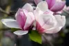 Magnolia soulangiana 'Heaven Scent', Magnolie, rosa Blüten, Produktbild-Vorschau 13