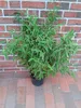 4 x Fargesia murielae 'Jumbo' – Gartenbambus 90–100 cm - Produktbild-Vorschau 2