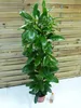 [Palmenlager] XL Ficus cyathistipula - 140 cm/Afrikanische Produktbild-Vorschau 4
