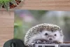 MuchoWow® Mauspad Mousepad Igel - Kamera - Buch 30x30 cm - Produktbild-Vorschau 2