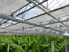 2 Stück Bananenstaude Banane Musa Basjoo 170 cm winterhart Produktbild-Vorschau 6