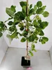 Set mit 2 Pistachia vera – männlich und weiblich – Produktbild-Vorschau 4