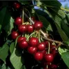 A close-up view of ripe cherries hanging from a tree branch, surrounded by green leaves. Produktbild-Vorschau