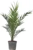 Kanarische Dattelpalme - Phoenix canariensis - Höhe Produktbild-Vorschau 1