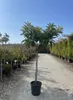 Sunny Tree - Loquat-Baum (Japanische Wollmispel) – Produktbild-Vorschau 4