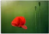 Leinwandbild mohn auf grünem hintergrund 90x60 cm Feeby rot Produktbild-Vorschau 3
