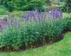 Aconitum napellus, Eisenhut, tiefblau, ca. 11x11 cm Topf Produktbild-Vorschau 5