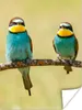 MuchoWow® Poster Vögel - Tiere - Bienenfresser 120x160 cm - Produktbild-Vorschau 1