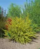 Ribes aureum, Gold-Johannisbeere, 60–100 cm Produktbild-Vorschau 6
