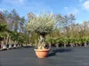 Olivenbaum in Bonsai-Schale, 190 - 210 cm knorrige urige Produktbild-Vorschau 3