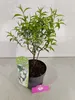 Prunus glandulosa 'Alba Plena', Mandorlo bianco, vaso da 3 Anteprima dell’immagine prodotto 4