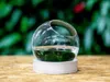 Gardners Skleněná koule IRIS v dřevěném podstavci 10 cm a 1 Náhled obrázku produktu 2