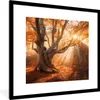 MuchoWow® Gerahmtes Poster Baum - Natur - Herbst 40x40 cm - Produktbild-Vorschau 1