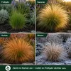 Stauden Gänge 10 x Stipa tenuissima 'Pony Tails' im 1 Liter Produktbild-Vorschau 9