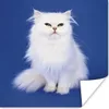MuchoWow® Poster Weiße Perserkatze mit blauem Hintergrund Produktbild-Vorschau 1