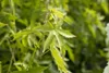 Liquidambar styraciflua 'Worplesdon', Amberbaum, 80–100 cm Produktbild-Vorschau 4