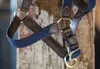Kentucky Horsewear Stallhalfter Plaited Nylon Halfter Produktbild-Vorschau 4
