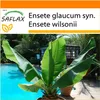 SAFLAX Garden in the bag - Veľký snehový banán - Ensete Náhľad obrázku produktu 5