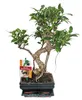 Bonsai Chinesischer Feigenbaum - Ficus retusa - ca. 6 Jahre Produktbild-Vorschau 2