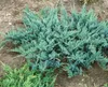 Juniperus horizontalis 'Blue Chip', Kriech-Wacholder, Produktbild-Vorschau 11