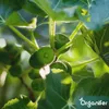 Fig Tekuté hnojivo 2x1 L – 2-1-8 (NPK) – Pre figy a ovocné Náhľad obrázku produktu 7