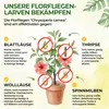 Green Guardia Florfliegenlarven gegen Blattläuse und Produktbild-Vorschau 2