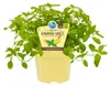 Banánová mäta vkvalite – Mentha arvensis – bylina v 12 cm Náhľad obrázku produktu 1