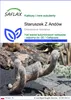 SAFLAX - Staruszek Z Andów - 40 Nasiona - Oreocereus Podgląd zdjęcia produktu 1