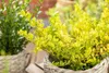 Ilex crenata 'Golden Gem', Japanische Stechpalme, goldgelb, Produktbild-Vorschau 10