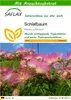 SAFLAX - Schlafbaum - Albizia julibrissin - 50 Samen - Mit Produktbild-Vorschau 1