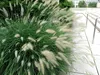 Stauden Gänge 1 x Pennisetum alopecuroides 'Cassian' im 1 Produktbild-Vorschau 7
