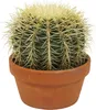 Echinocactus grusonii - Schwiegermutterstuhl - Kaktus - Produktbild-Vorschau 1