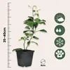 A potted plant with informational icons and a ruler. Podgląd zdjęcia produktu