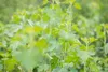 Ribes aureum, Gold-Johannisbeere, 60–100 cm Produktbild-Vorschau 1