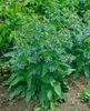 Symphytum officinale, Beinwell, ca. 11x11 cm Topf, robust Produktbild-Vorschau 9