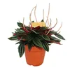 Peperomia zestaw 3 Podgląd zdjęcia produktu 6