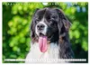 Traumhund Landseer (Wandkalender 2027 DIN A4 quer), Produktbild-Vorschau 6